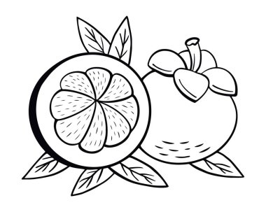 Mangosteen line icon, exotic and tropical fruit. Vector illustration in doodle style