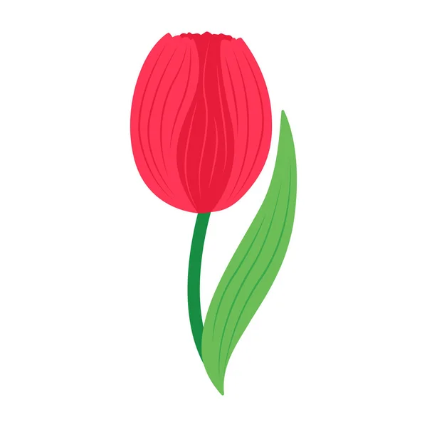 Red Tulip Isolated White Background Vector Illustration — Stock Vector