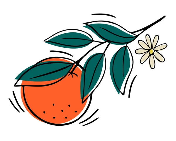 Naranjas Fruta Dibujada Mano Ilustración Con Garabato Ilustración Vectorial — Vector de stock