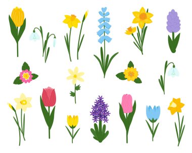 Bahar çiçekleri koleksiyonu. Beyaz arka planda kır çiçekleri. Dekor için çiçek illüstrasyonu, paskalya, çıkartma, klip sanatı, baskı. Vektör illüstrasyonu