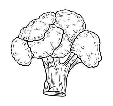 Beyaz arka planda brokoli lahanası. Vektör sebze çizimi. Organik sağlıklı yiyecekler. Kartlar, dekorasyonlar, tarifler, çeşitli tasarımlar için uygundur