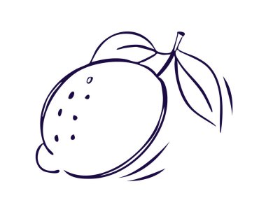 Karalama tarzında limon. Tüm meyvenin el çizimi. Limon vektör karalama elementleri