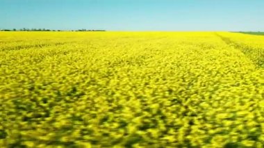 An endless farmers dense field with blooming yellow small flowers of rapeseed for industrial purposes, against backdrop of Balkan Mountains in Bulgaria and a clear soft blue sky