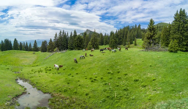 Rebanho Com Cavalos Selvagens Pastando Meadov Verde Com Fluxo Comendo — Fotografia de Stock