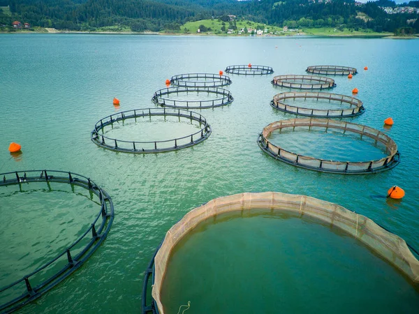 Professionelle Zucht Von Süßwasserfischen Intermountain Blauen See Mit Runden Netzen — Stockfoto