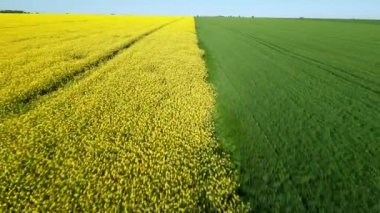 Top view of bright flowering farm field with rapeseed flowers and fresh green new field with spring grass against clear blue sky. UHD 4K video realtime