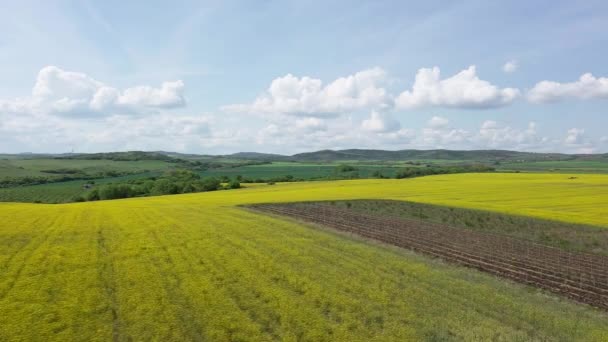 Bright Large Flowering Fields Yellow Spring Small Plant Mountain Meadow — Video Stock