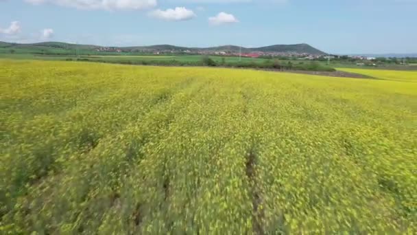 Jasné Velké Kvetoucí Pole Žlutým Pramenem Malé Rostliny Horském Louka — Stock video