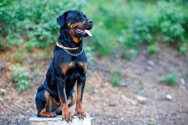 Obedient calm waiting purebred dog of the Rottweiler breed in a chain collar sits on a stone in a spring vegetable forest on a mountain hillside