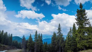 Mountain forest with dense evergreen tall fir trees on the slope of one of the Rhodope Mountains against the backdrop of a bright blue daytime sky with large white clouds. UHD 4K video timelaps