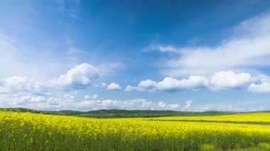 Bright large flowering fields with yellow spring small plant in mountain and meadow valley against backdrop of small empty old village and cloudy blue daytime sky. UHD 4K video timelaps