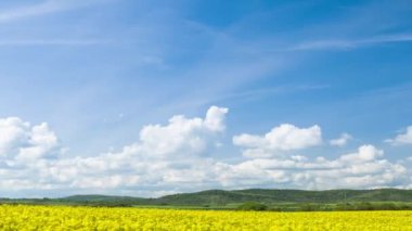 Bright large flowering fields with yellow spring small plant in mountain and meadow valley against backdrop of small empty old village and cloudy blue daytime sky. UHD 4K video timelaps
