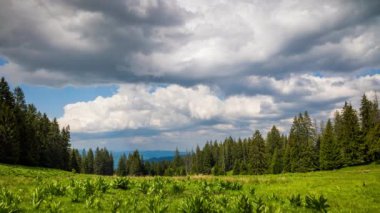A large clearing with wild spring flowering plants and green fresh grass near a dense dark evergreen spruce forest against a daytime blue cloudy sky. UHD 8K video timelaps