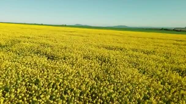 Endless Farmers Dense Field Blooming Yellow Small Flowers Rapeseed Industrial — Stockvideo