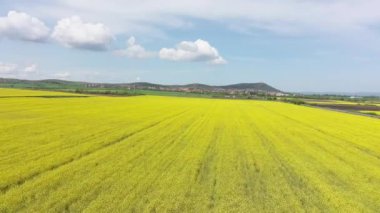 Bright large flowering fields with yellow spring small plant in mountain and meadow valley against backdrop of small empty old village and cloudy blue daytime sky. UHD 4K video realtime