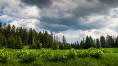 A large clearing with wild spring flowering plants and green fresh grass near a dense dark evergreen spruce forest against a daytime blue cloudy sky. UHD 8K video timelaps