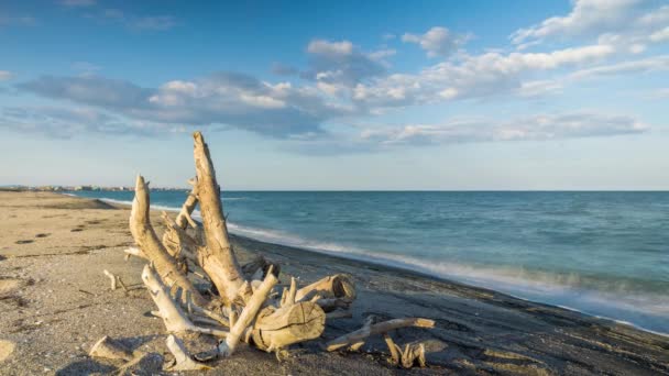 夕日に照らされた大きな乾燥した細長い枝は 果てしなく続く青い深い黒海と明るい夕方の曇天を背景に 空の野生の砂浜にあります Uhd 8Kビデオ タイムラプス — ストック動画