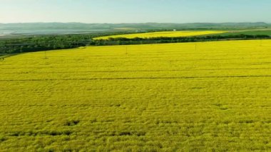 An endless farmers dense field with blooming yellow small flowers of rapeseed for industrial purposes, against backdrop of Balkan Mountains in Bulgaria and a clear soft blue sky
