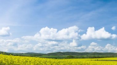 Bright large flowering fields with yellow spring small plant in mountain and meadow valley against backdrop of small empty old village and cloudy blue daytime sky. UHD 4K video timelaps