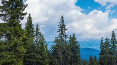 Mountain forest with dense evergreen tall fir trees on the slope of one of the Rhodope Mountains against the backdrop of a bright blue daytime sky with large white clouds. UHD 4K video timelaps