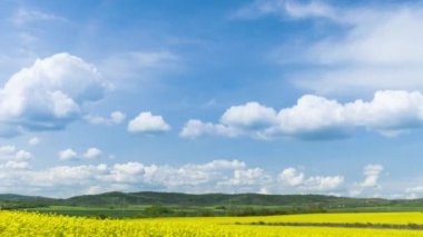 Bright large flowering fields with yellow spring small plant in mountain and meadow valley against backdrop of small empty old village and cloudy blue daytime sky. UHD 4K video timelaps