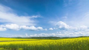 Bright large flowering fields with yellow spring small plant in mountain and meadow valley against backdrop of small empty old village and cloudy blue daytime sky. UHD 8K video timelaps