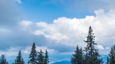 Mountain forest with dense evergreen tall fir trees on the slope of one of the Rhodope Mountains against the backdrop of a bright blue daytime sky with large white clouds. UHD 4K video timelaps