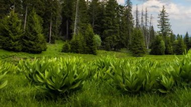 A large clearing with wild spring flowering plants and green fresh grass near a dense dark evergreen spruce forest against a daytime blue cloudy sky. UHD 4K video timelaps