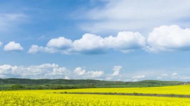 Bright large flowering fields with yellow spring small plant in mountain and meadow valley against backdrop of small empty old village and cloudy blue daytime sky. UHD 4K video timelaps