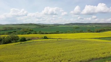 Bright large flowering fields with yellow spring small plant in mountain and meadow valley against backdrop of small empty old village and cloudy blue daytime sky. UHD 4K video realtime