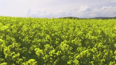 Bright large flowering fields with yellow spring small plant in mountain and meadow valley against backdrop of small empty old village and cloudy blue daytime sky. UHD 8K video timelaps