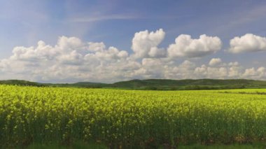 Bright large flowering fields with yellow spring small plant in mountain and meadow valley against backdrop of small empty old village and cloudy blue daytime sky. UHD 8K video timelaps