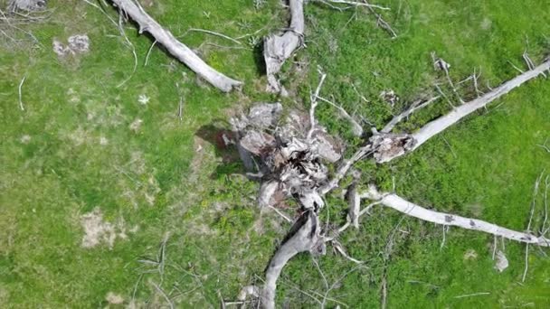 Большое Сухое Мертвое Дерево Упавшими Большими Тяжелыми Ветвями Небольшой Травянистой — стоковое видео