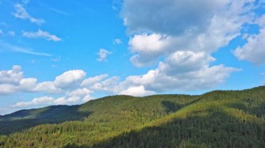 A bright green meadow covered with mountain vegetation on a hillside, against the backdrop of evergreen tall thorny fir trees and a cloudy blue sunless sky. UHD 4K video realtime