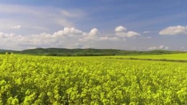 Bright large flowering fields with yellow spring small plant in mountain and meadow valley against backdrop of small empty old village and cloudy blue daytime sky. UHD 4K video timelaps