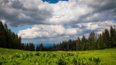 A large clearing with wild spring flowering plants and green fresh grass near a dense dark evergreen spruce forest against a daytime blue cloudy sky. UHD 4K video timelaps