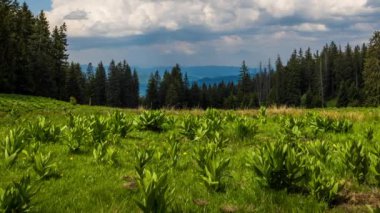 A large clearing with wild spring flowering plants and green fresh grass near a dense dark evergreen spruce forest against a daytime blue cloudy sky. UHD 4K video timelaps