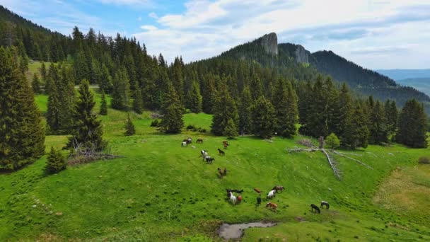 新鮮な春の草を食べる野生の空腹の様々な馬の群れは 澄んだ水を飲み 岩の多い山と曇った空を背景に背の高いモミの木と牧草地で放牧します Uhd 4Kビデオリアルタイム — ストック動画