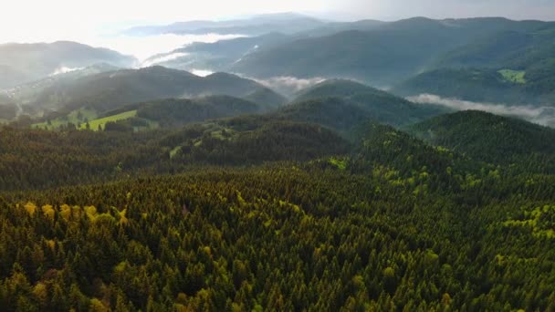 ロープ山脈のトウヒ常緑樹林に覆われた低い丘の上の冷たい曇りの雨の天気暗い嵐のない空を背景に 山の範囲間の神秘的な厚い白い霧 — ストック動画