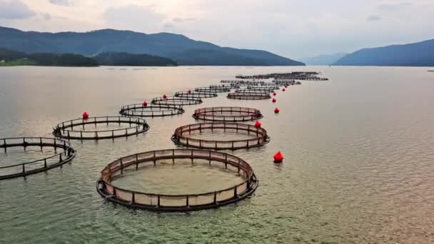 Grandes Jaulas Pesca Para Cría Peces Salvajes Frescos Pequeño Lago — Vídeo de stock