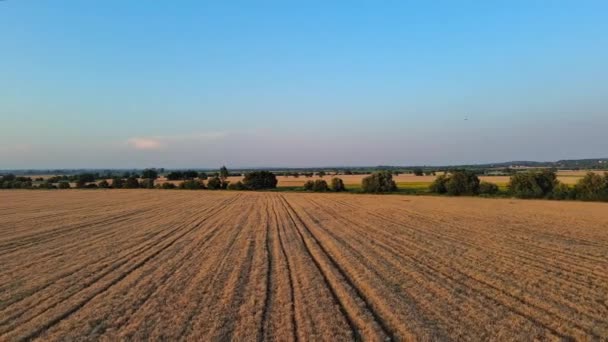 Wąska Kręta Dobrze Deptana Droga Przechodzi Przez Pola Pszenicy Rolników — Wideo stockowe