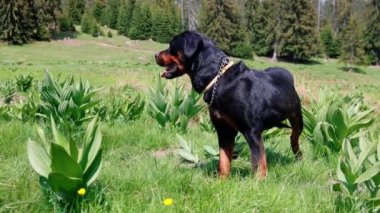 Rottweiler cinsinin bekçi köpeği kısa saçlı yeşil çayırın ortasında yabani otlarla duruyor ve ladin ormanının arka planına bakıyor. UHD Video yavaş çekim 4K