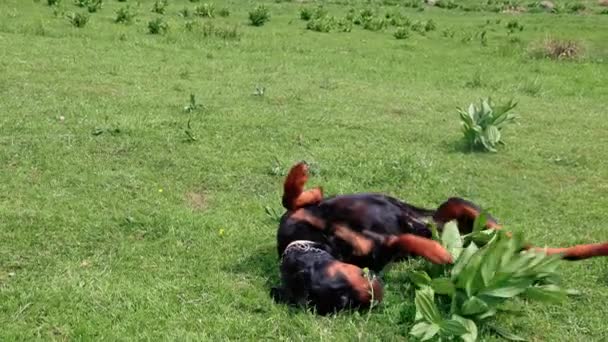 Χαρούμενο Παιχνιδιάρικο Σκυλί Φύλακας Και Βοσκός Της Φυλής Rottweiler Tumbles — Αρχείο Βίντεο