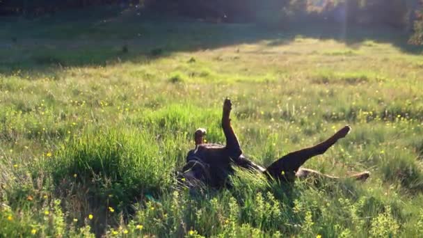 罗特韦勒犬的快乐的爱玩的看门狗和牧羊人在一片绿草茂密的草地上 沐浴在明亮的阳光下 跌落下来 Uhd Video慢动作4K — 图库视频影像