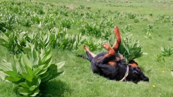 쾌활하게 장난을 좋아하는 경비견 로트와일러 양치기는 햇빛을 무성하게 자라는 초원에서 — 비디오