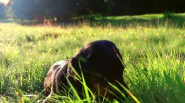 Rottweiler cinsinin sakin, kısa saçlı bir köpeği parlak güneş ışığıyla aydınlatılan geniş bir düzlükte uzanır ve meraklı burunlarıyla uzun yeşil çimenlerin arasında akın eder. UHD Video yavaş çekim 4K
