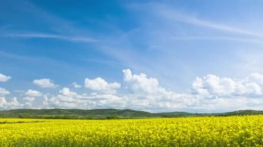 Bright large flowering fields with yellow spring small plant in mountain and meadow valley against backdrop of small empty old village and cloudy blue daytime sky. UHD 4K video timelaps