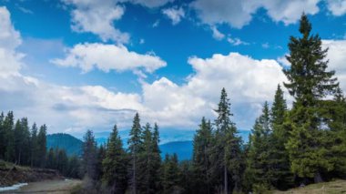 Mountain forest with dense evergreen tall fir trees on the slope of one of the Rhodope Mountains against the backdrop of a bright blue daytime sky with large white clouds. UHD 8K video timelaps