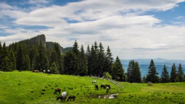 Herd of wild hungry variegated horses that eat fresh spring grass, drink clear water and graze in meadow with tall fir trees against backdrop of rocky mountains and cloudy sky. UHD 8K video timelaps