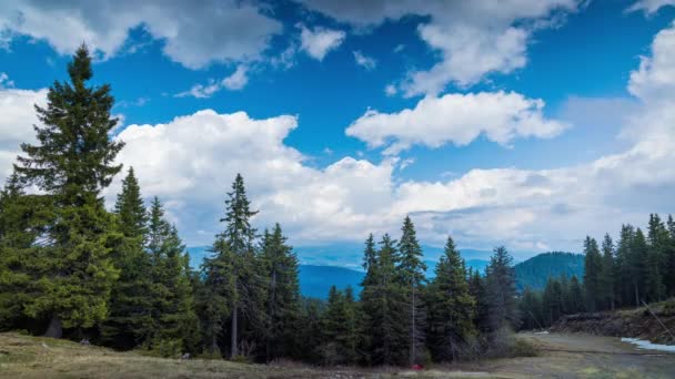 Mountain Forest Dense Evergreen Tall Fir Trees Slope One Rhodope — Vídeo de Stock